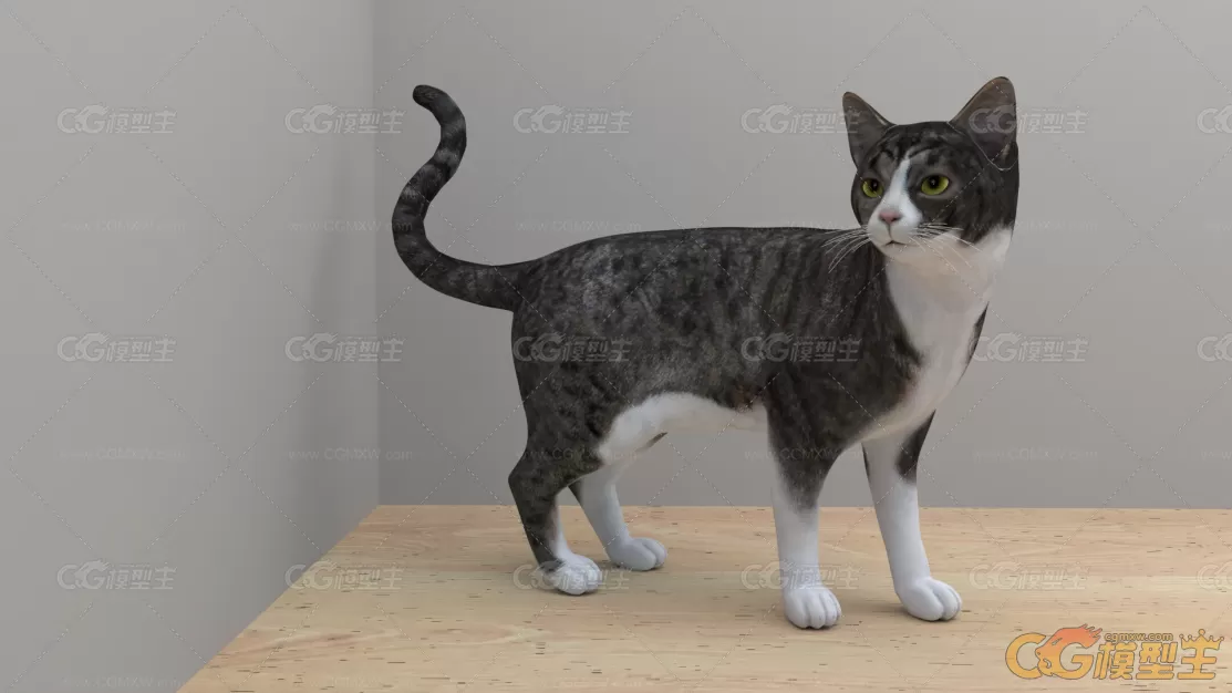 三花猫 Cat 3D模型-1