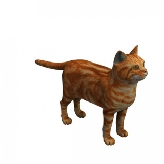 家养大橘猫 Cat V1 3D模型