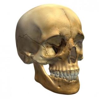 人类 头骨 Skull V3 3D模型