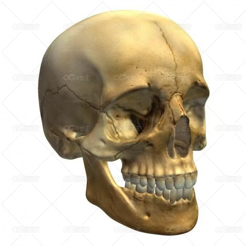 人类 头骨 Skull V3 3D模型-1