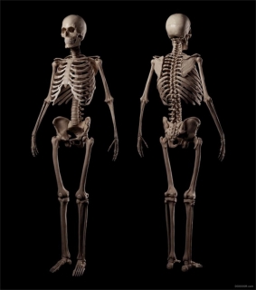 人体骨架 Skeleton 3D模型