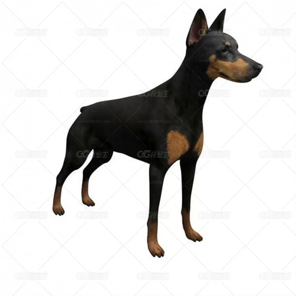 Doberman Pinscher V1 3D模型-1