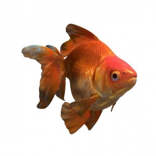 Ryukin Goldfish V1 3D模型