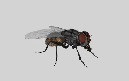 精细苍蝇3D模型