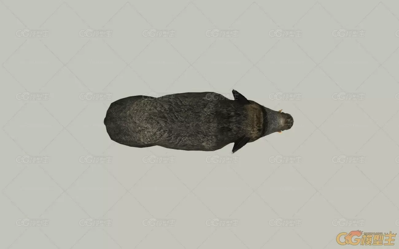 野猪3D模型-4