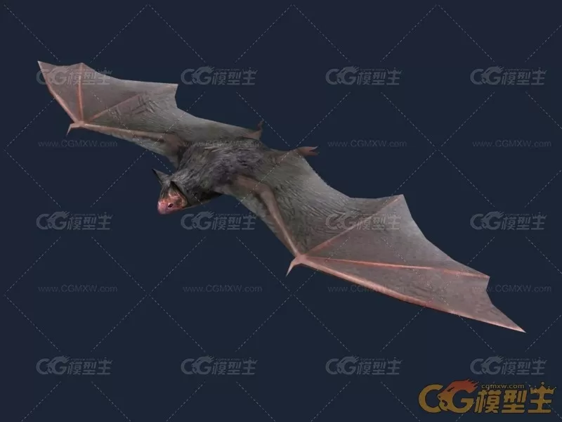 【3D模型】3D蝙蝠模型-Bat_蝙蝠-1