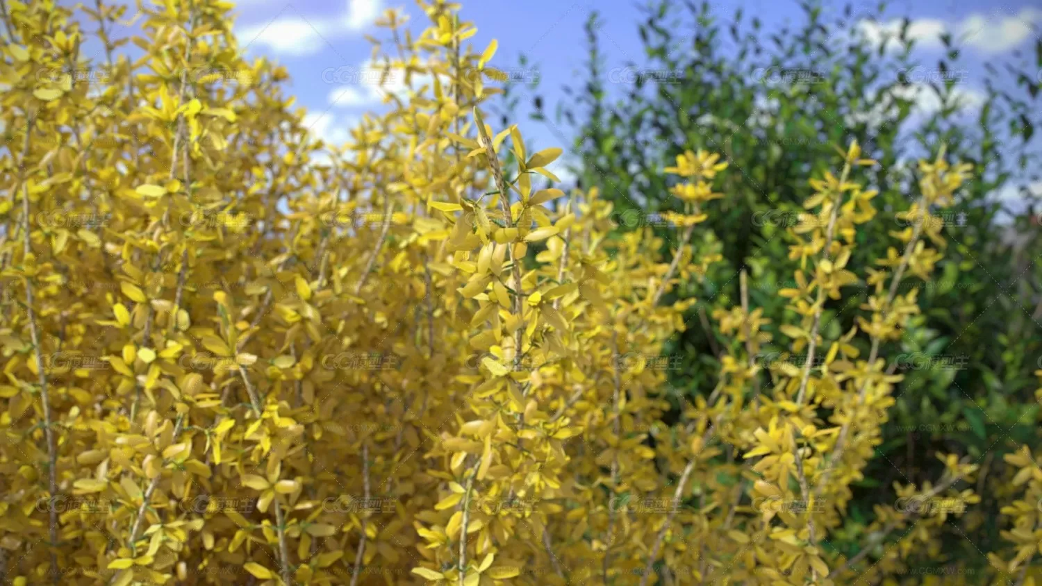 灌木丛3D模型MAX格式 VIZPARK – FORSYTHIA-5