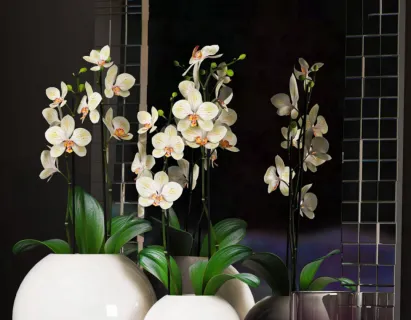 D盆景植物 现代陶瓷兰花盆栽 3D模型下载3D盆景植物 现代陶瓷兰花盆栽 3D模型下载