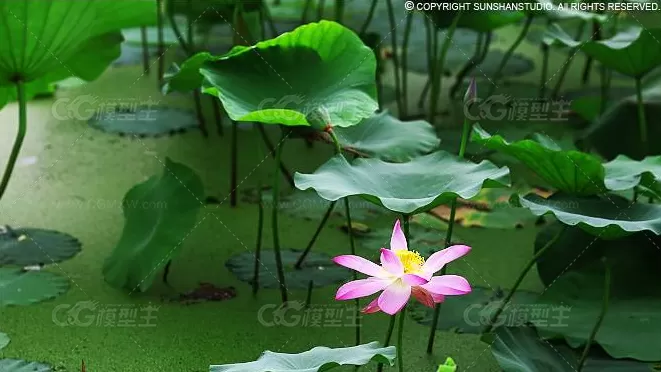 荷花池塘maya场景！超逼真！拿回去直接可用！-1