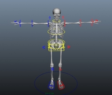绑定好的骷髅maya模型免费下载！带全身骨骼绑定的骨架骷髅maya模型免费下载！