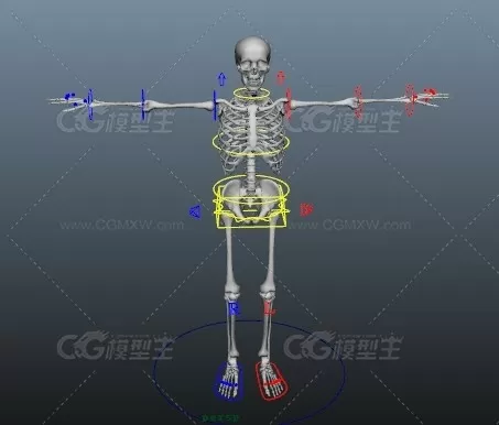 绑定好的骷髅maya模型免费下载！带全身骨骼绑定的骨架骷髅maya模型免费下载！-1