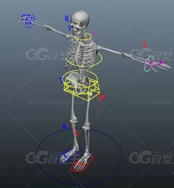 绑定好的骷髅maya模型免费下载！带全身骨骼绑定的骨架骷髅maya模型免费下载！-2