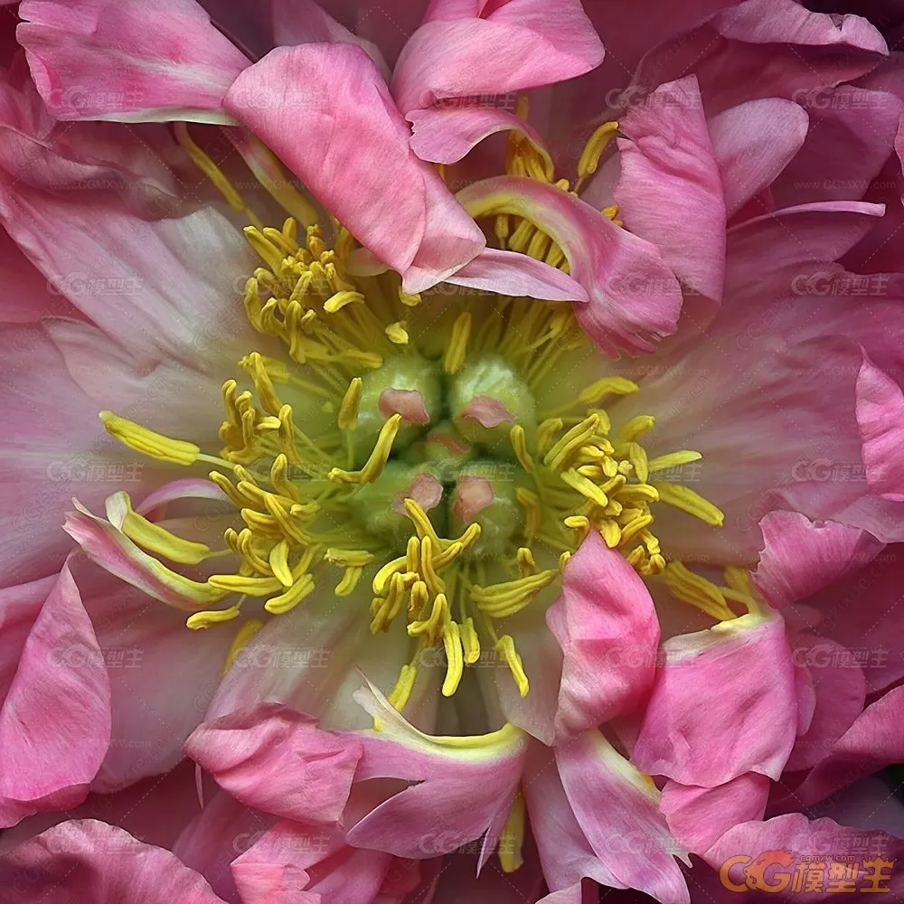 花卉花朵植物色彩光影摄影写真-8