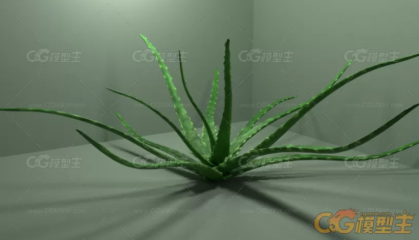 芦荟3D模型-6