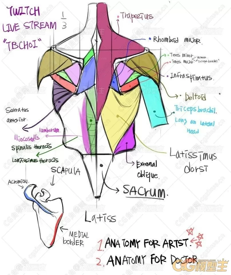 TB Choi插画师的A站人体结构与表情手绘-7