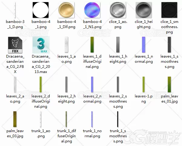 富贵竹3D模型-2