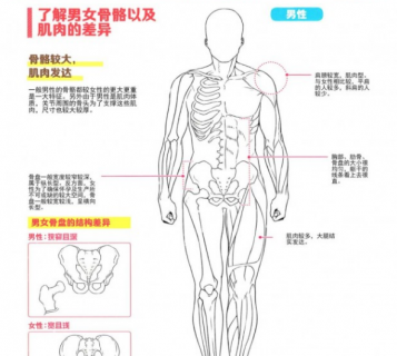 人物基本身体结构画法PDF 491M