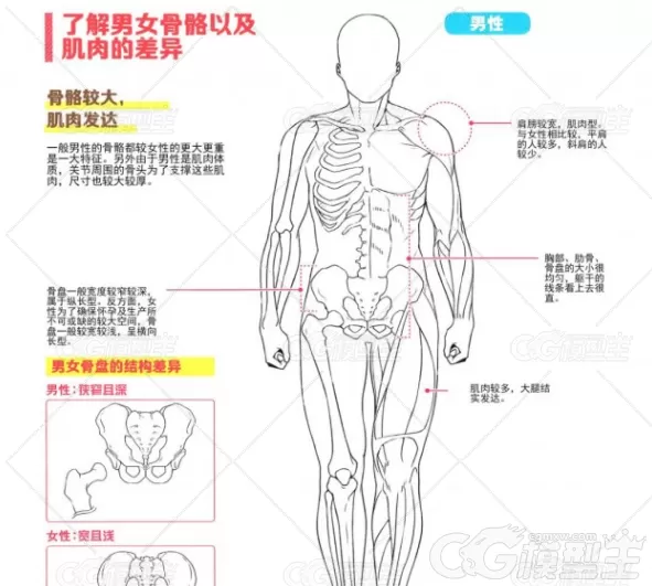 人物基本身体结构画法PDF 491M-1