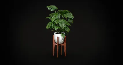 龟背竹 植物 盆栽 绿植 室内绿植 盆栽植物 花盆 花卉植物 美陈 植物盆栽 发财树 盆景