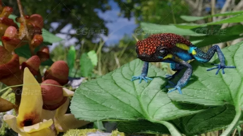 青蛙，箭蛙3D模型-1