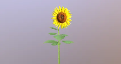 向日葵 太阳花 植物 花草 菊科向日葵 植物 花朵 葵花 向阳花 望日葵 朝阳花 转日莲...