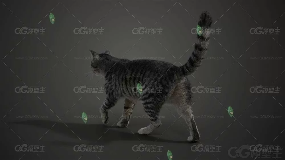 Blender 3dmax写实灰猫猫咪虎斑猫皮肤头发动物骨骼绑定3d模型C4D-3