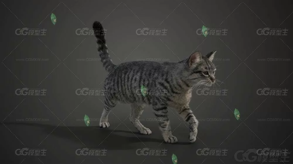 Blender 3dmax写实灰猫猫咪虎斑猫皮肤头发动物骨骼绑定3d模型C4D-4