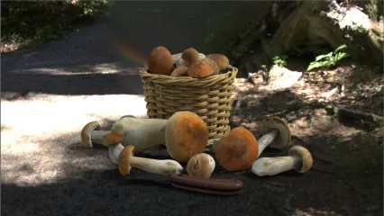 采蘑菇工具 编篓 箩筐 蘑菇