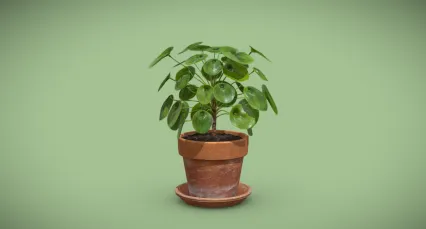 绿植 盆景 花卉 观赏花卉盆景 盆栽 室内植物 绿色植物 植物花草 常绿植物 大叶植物...