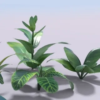 大叶草 热带草 野草 杂草 草丛 小草 植物