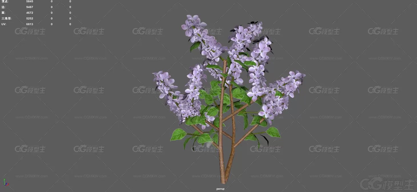 丁香 紫丁香 落叶灌木 小乔木 植物 花朵 灌木 紫色丁香花 花艺 草本植物 植物花卉-2