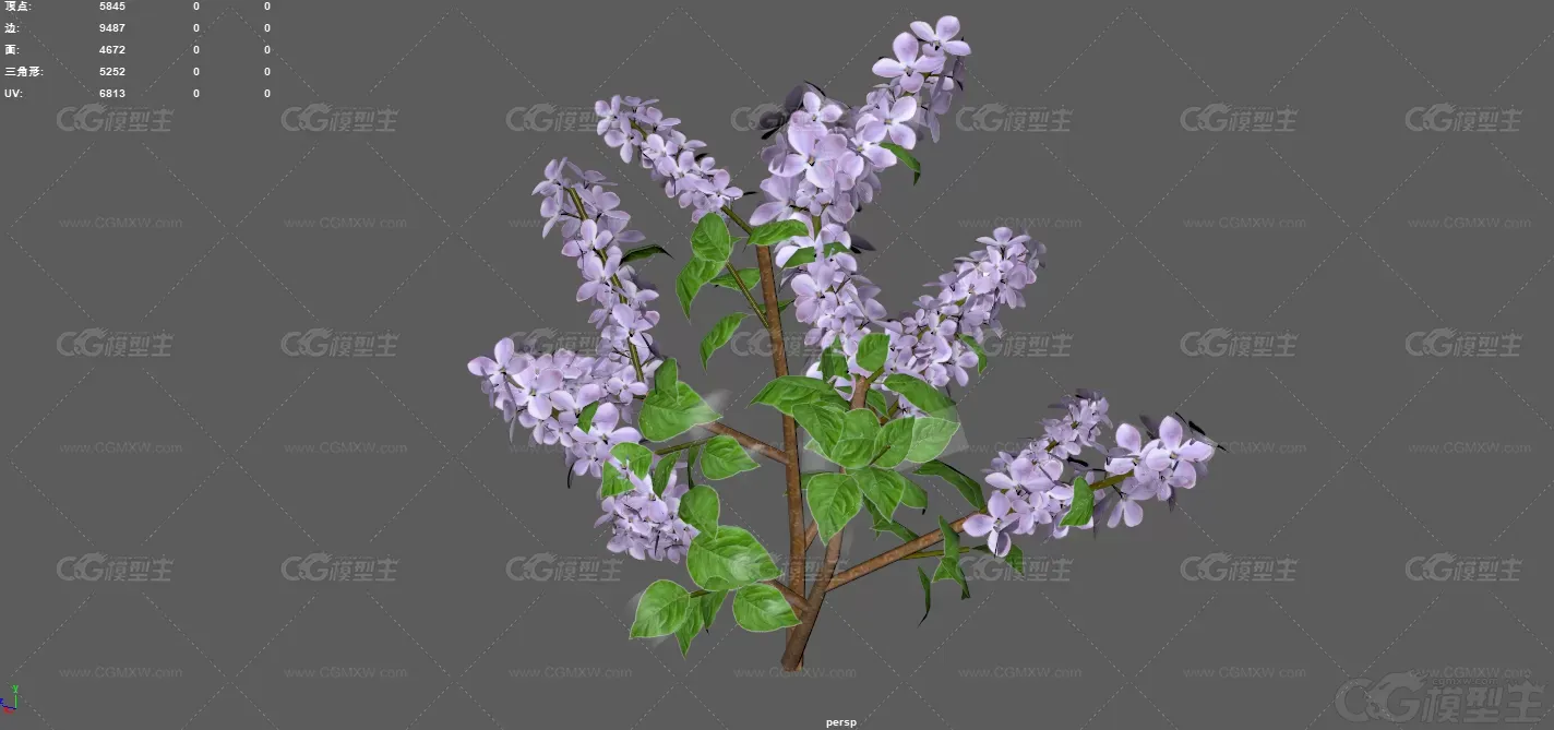 丁香 紫丁香 落叶灌木 小乔木 植物 花朵 灌木 紫色丁香花 花艺 草本植物 植物花卉-4