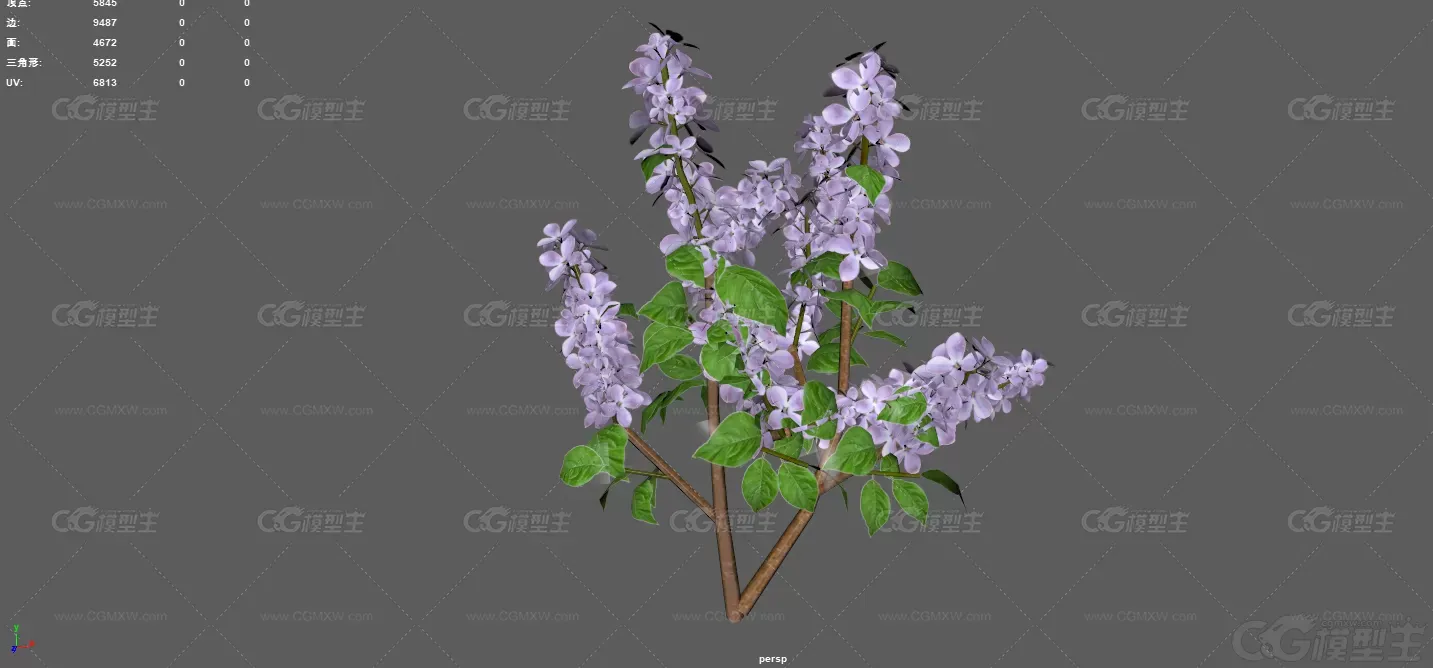 丁香 紫丁香 落叶灌木 小乔木 植物 花朵 灌木 紫色丁香花 花艺 草本植物 植物花卉-3