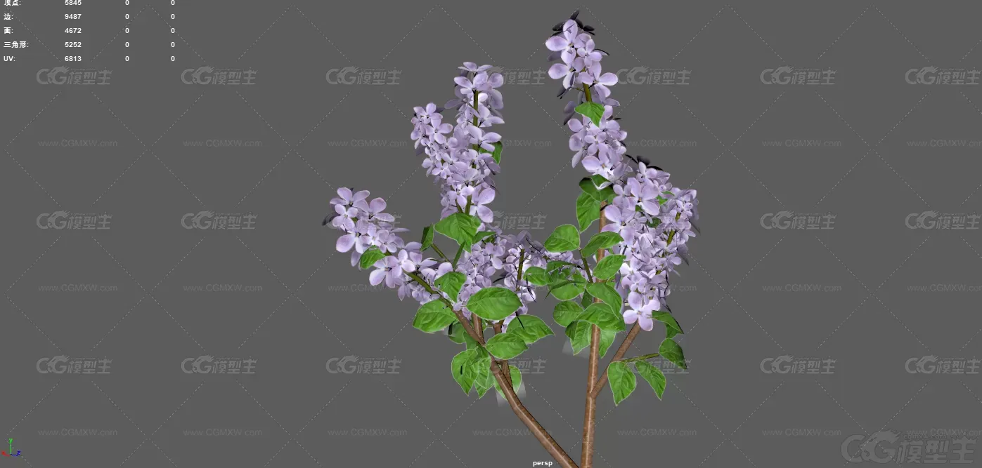 丁香 紫丁香 落叶灌木 小乔木 植物 花朵 灌木 紫色丁香花 花艺 草本植物 植物花卉-5