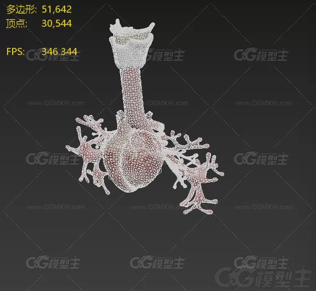 心脏细支气管  内脏 器官-2