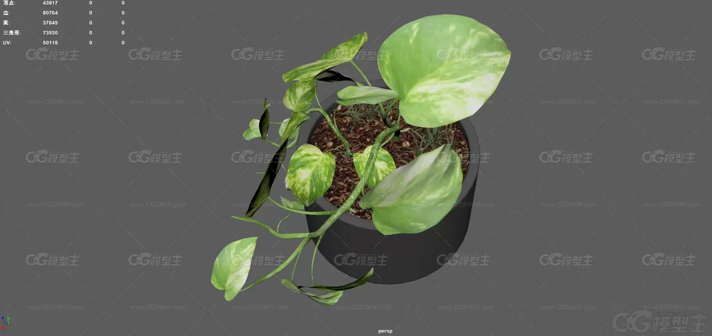 盆景 室内植物 绿色植物 现代绿植 装饰盆景 盆栽植物 室内花卉 花草 大叶植物-4