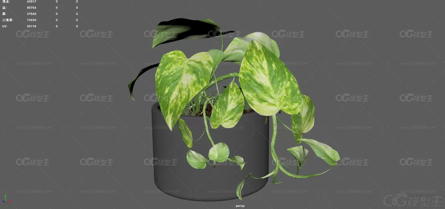 盆景 室内植物 绿色植物 现代绿植 装饰盆景 盆栽植物 室内花卉 花草 大叶植物-5