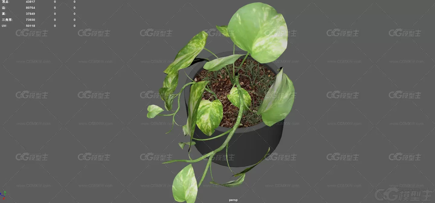盆景 室内植物 绿色植物 现代绿植 装饰盆景 盆栽植物 室内花卉 花草 大叶植物-7