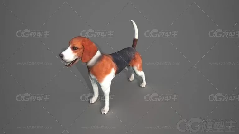 比格犬 小狗 宠物狗 狗狗3d模型-2