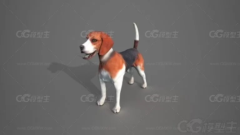 比格犬 小狗 宠物狗 狗狗3d模型-1