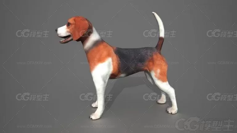 比格犬 小狗 宠物狗 狗狗3d模型-3