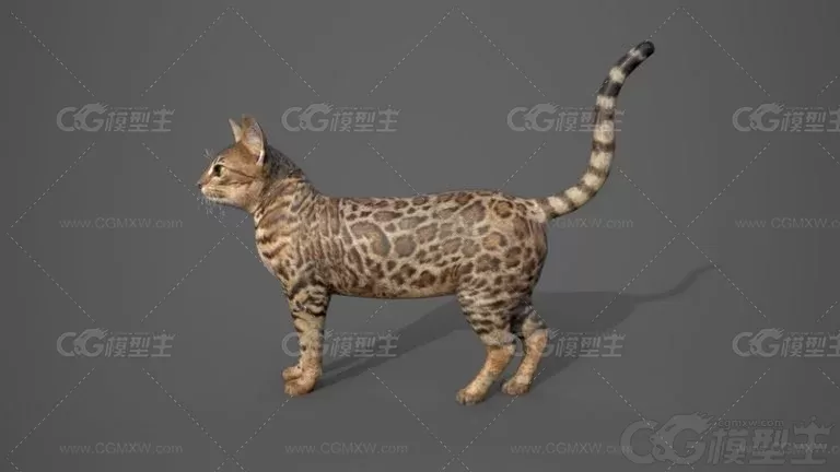 虎斑猫 小花猫 猫咪 宠物猫 小猫3D模型-3