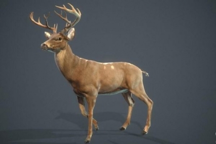 梅花鹿 鹿 麋鹿 雄鹿 小鹿 公鹿 驯鹿 白臀鹿 Deer 动物3D模型