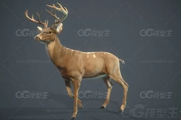 梅花鹿 鹿 麋鹿 雄鹿 小鹿 公鹿 驯鹿 白臀鹿 Deer 动物3D模型-1