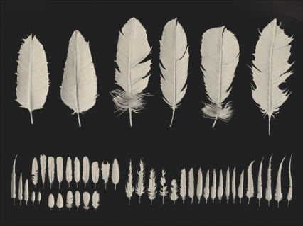 鸟类羽毛3D模型附ZBP IMM笔刷C4D绒毛Blend建模雕刻素材源文件OBJ