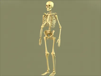 C4D人类骨骼模型blender骷髅基础网格MAYA MAX建模3D设计素材OBJ