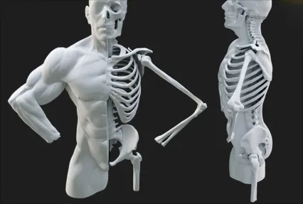 C4D人体肌肉骨骼模型MAYA人物肢体骨架解剖OBJ三维建模设计