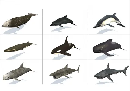 C4D写实PBR海洋生物鱼类3D模型鲸鱼鲨鱼海豚FBX格式MAX带骨骼动画