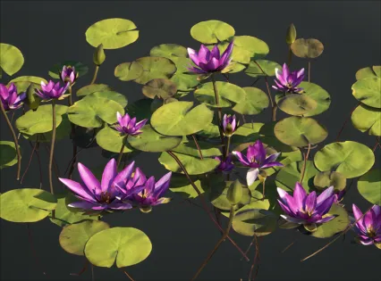 Blender低面PBR写实睡莲莲花3D模型池塘水上植物MAYA建模渲染素材