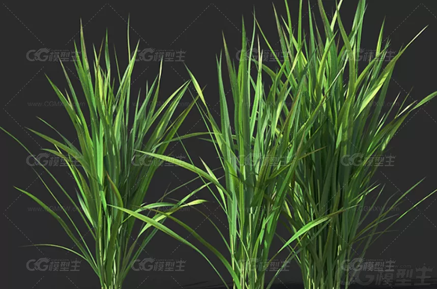 C4D写实植物稻谷水稻植株不同时期模型FBX三维建模渲染设计3D素材-5